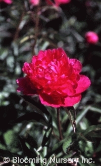 Paeonia 'Kansas'